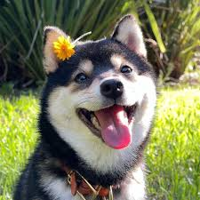 Family Shiba 2