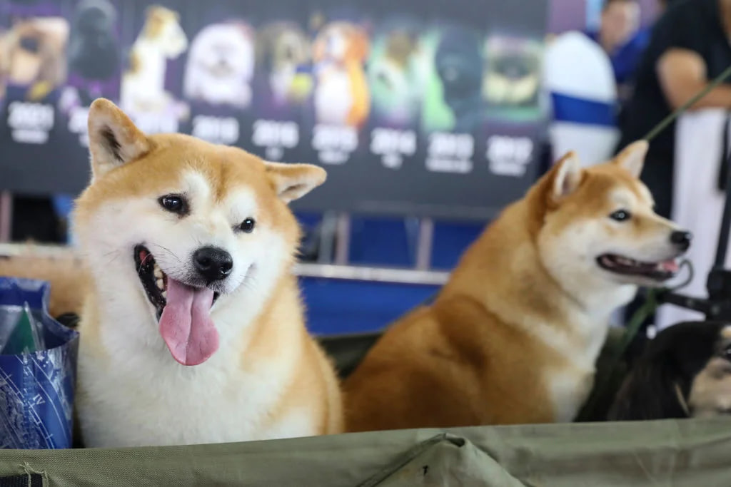 Family Shiba 11
