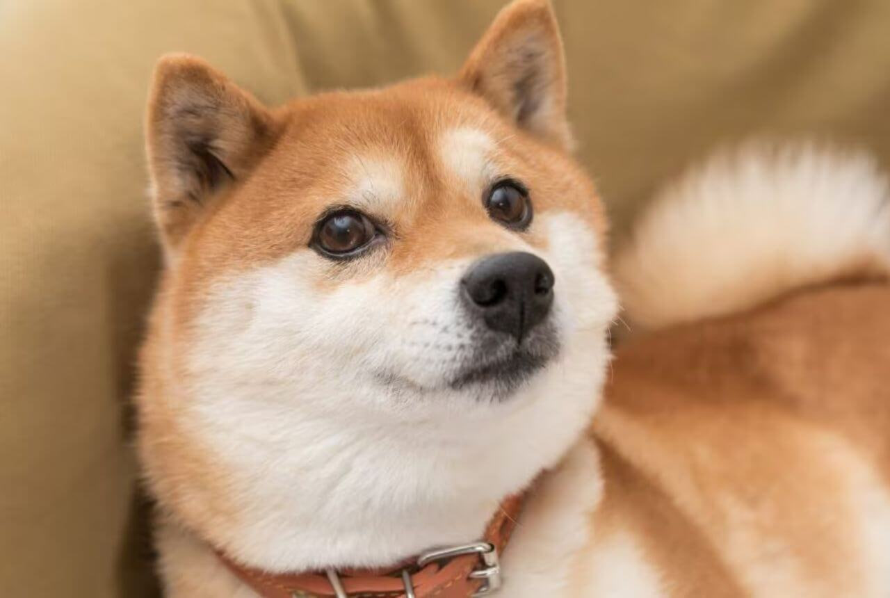 Family Shiba 12