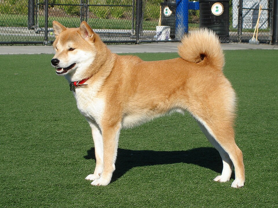 Family Shiba 13