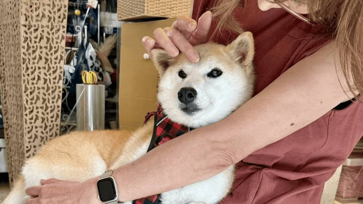 Family Shiba 3
