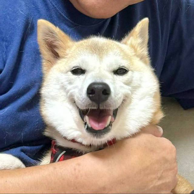 Family Shiba 5