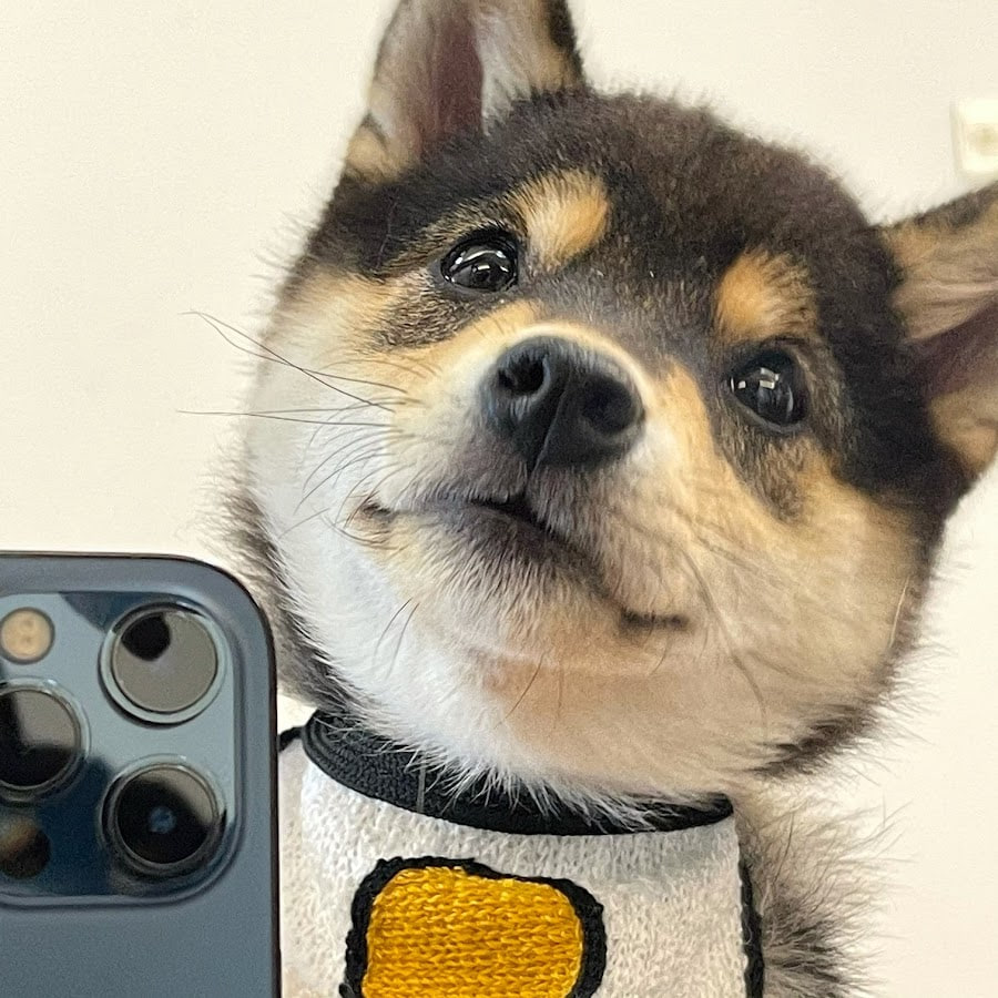 Family Shiba 7