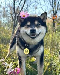 Family Shiba 8