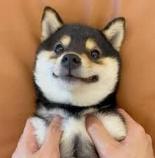 Family Shiba 9
