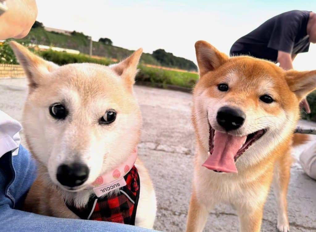 Family Shiba 10